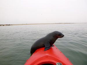 Kayaking with seals