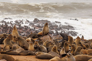 Cape Cross seal colony