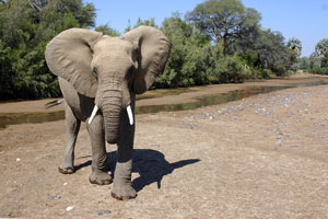Desert Elephant