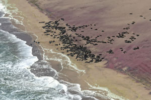 Seals, Skeleton Coast Namibia